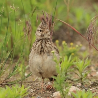 Dzierlatka - Crested Lark
