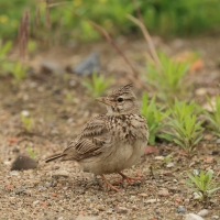 Dzierlatka - Crested Lark