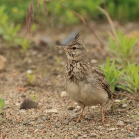 Dzierlatka - Crested Lark