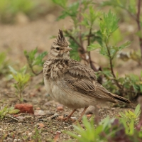 Dzierlatka - Crested Lark