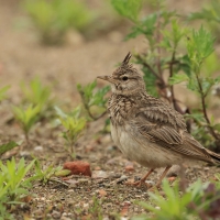 Dzierlatka - Crested Lark