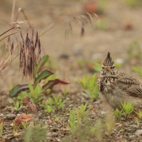 Dzierlatka - Crested Lark
