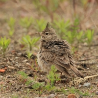 Dzierlatka - Crested Lark