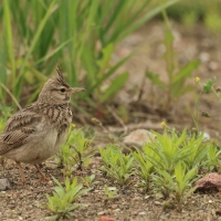 Dzierlatka - Crested Lark