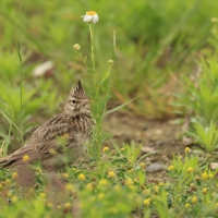 Dzierlatka - Crested Lark