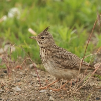 Dzierlatka - Crested Lark