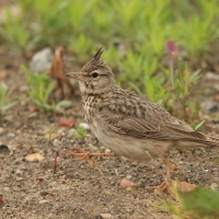 Dzierlatka - Crested Lark