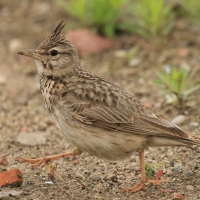 Dzierlatka - Crested Lark