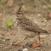 Dzierlatka - Crested Lark