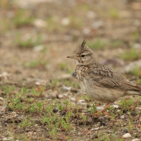 Dzierlatka - Crested Lark