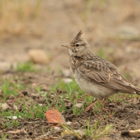 Dzierlatka - Crested Lark