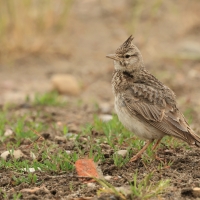 Dzierlatka - Crested Lark